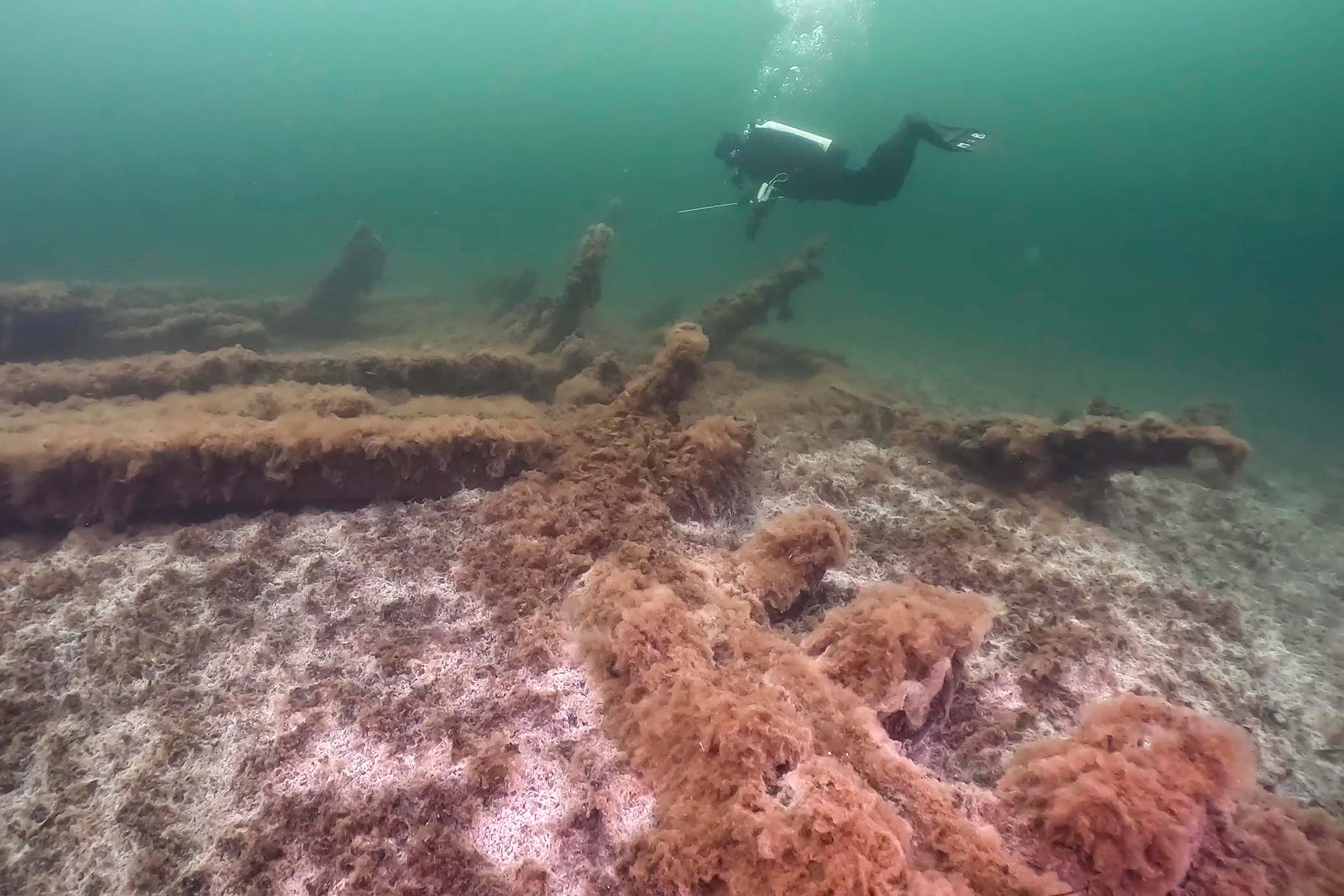 Gribshunden kan förverkliga drömmen om ett internationellt museum